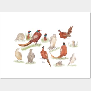 Wild british Pheasant  studies Posters and Art